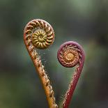 Unravelling Fern fronds, mid-altitude montane forest, Borneo-Nick Garbutt-Photographic Print