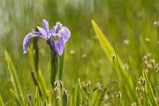 Blue flag iris (Iris versicolor) in flower, New Brunswick, Canada, June-Nick Hawkins-Photographic Print