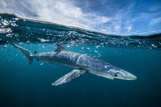 Galapagos green turtle swimming, Galapagos-Nick Hawkins-Laminated Photographic Print