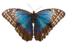 Morpho butterfly on white background. Costa Rica-Nick Hawkins-Photographic Print