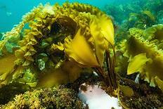 Sugar kelp off Nova Scotia, Canada-Nick Hawkins-Photographic Print