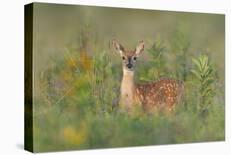 Spring Fawn-Nick Kalathas-Framed Photographic Print