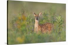 Spring Fawn-Nick Kalathas-Photographic Print