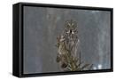 Framed Canvas