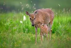 Spring Fawn-Nick Kalathas-Framed Photographic Print