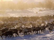 Kamchakta, Herding Reindeer across the Winter Tundra, Palana, Kamchatka, Russian Far East, Russia-Nick Laing-Photographic Print