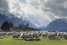 Friesian Dairy Cows, Turakina Valley Near Whanganui, New Zealand, Pacific-Nick-Photographic Print