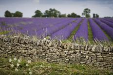 Cotswold Stone Wall With Lavender Fields, Snowshill Lavender Farm, Gloucestershire, UK, July 2008-Nick Turner-Laminated Photographic Print