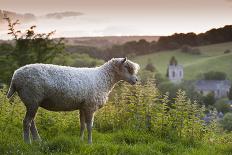 Cotswolds Lion Rare Breed Sheep (Ovis Aries) And The Village Of Naunton At Sunset-Nick Turner-Laminated Photographic Print