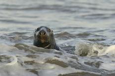 Alert Grey Seal (Halichoerus Grypus) Spy Hopping at the Crest of a Wave to Look Ashore-Nick Upton-Photographic Print