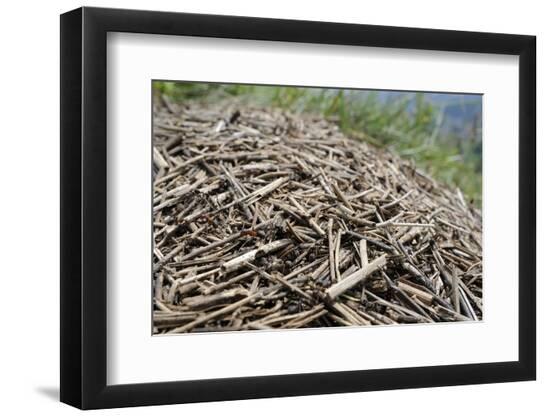Premium Photographic Print, , large