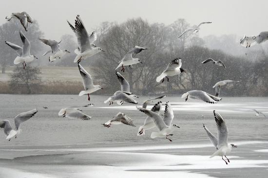 Premium Photographic Print, , large