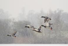 Four Mallard Drakes and a Duck Flying over Frozen Lake in Snowstorm, Wiltshire, England, UK-Nick Upton-Photographic Print