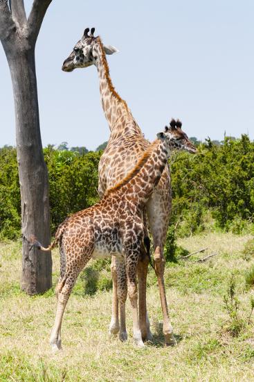 Photographic Print, , large