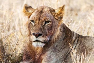 Lioness (Panthera leo) in the bush, Lualenyi Ranch, Taita-Taveta County, Kenya, East Africa