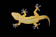 Gecko Lizard on Clear Glass-nico99-Photographic Print