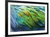 Nicobar Pigeon (Caloenas nicobarica) adult, Durrell Wildlife Park (Jersey Zoo)-Bill Coster-Framed Photographic Print