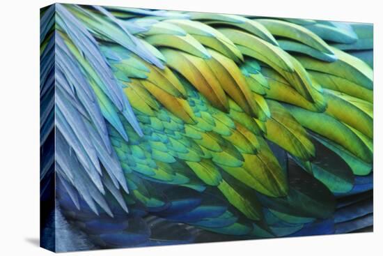 Nicobar Pigeon (Caloenas nicobarica) adult, Durrell Wildlife Park (Jersey Zoo)-Bill Coster-Stretched Canvas