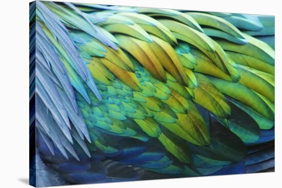 Nicobar Pigeon (Caloenas nicobarica) adult, Durrell Wildlife Park (Jersey Zoo)-Bill Coster-Stretched Canvas