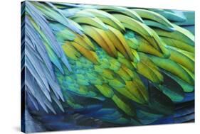 Nicobar Pigeon (Caloenas nicobarica) adult, Durrell Wildlife Park (Jersey Zoo)-Bill Coster-Stretched Canvas