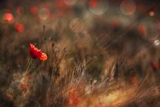 Poppy-Nicodemo Quaglia-Photographic Print