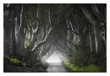 Dark Hedges-Nicola Molteni-Stretched Canvas