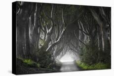 Dark Hedges-Nicola Molteni-Giclee Print