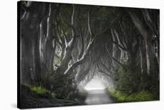 Dark Hedges-Nicola Molteni-Giclee Print