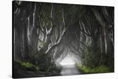 Dark Hedges-Nicola Molteni-Stretched Canvas