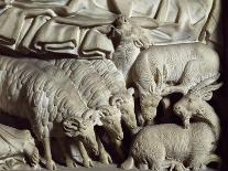 Flock of Rams-Nicola Pisano-Giclee Print