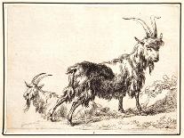 Six Studies of Goat Heads-Nicolaes Pietersz. Berchem-Giclee Print