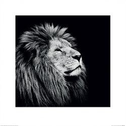 Affordable Lion Posters For At Allposters Majesty By Nicolas Evariste