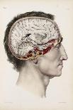 The Brain, Plate from "Traite Complet de L'Anatomie de L'Homme"  1866-67-Nicolas Henri Jacob-Giclee Print