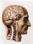 A Hand Coloured Lithograph of a Dissected Head in Profile Showing the Brain-Nicolas Henri Jacob-Framed Giclee Print