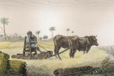 Harvesting Corn, Vol.Ii Arts and Trades of Description of Egypt, Pub., 1822-Nicolas Jacques Conte-Framed Stretched Canvas