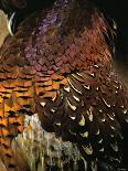A Pheasant with Colourful Feathers-Nicolas Leser-Mounted Photographic Print