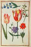 Pd.109-1973.F14 Three 'Broken' Tulips-Nicolas Robert-Giclee Print