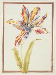 Pd.109-1973.F19 a Multicoloured 'Broken' Tulip-Nicolas Robert-Giclee Print