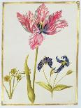 Two 'Broken' Tulips and a Periwinkle-Nicolas Robert-Giclee Print