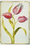 Two 'Broken' Tulips and a Periwinkle-Nicolas Robert-Giclee Print