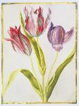 Flower Studies-Nicolas Robert-Giclee Print