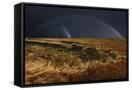 Canvas Black