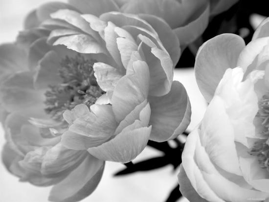 Photo, , large