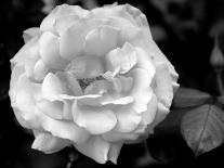 Delicate Blossom I-Nicole Katano-Photo