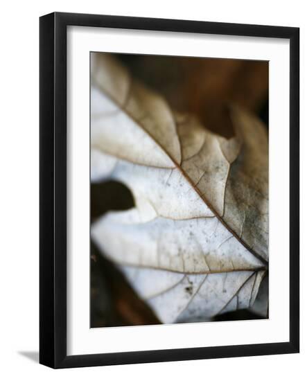 Photo, , large