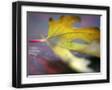 Black Frame