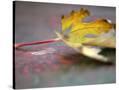 Stretched Canvas