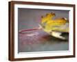 Brown Frame