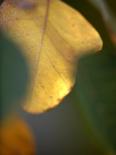 Royal Purple Leaf Abstraction I-Nicole Katano-Photo