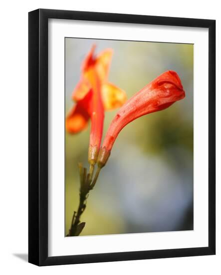 Photo, , large